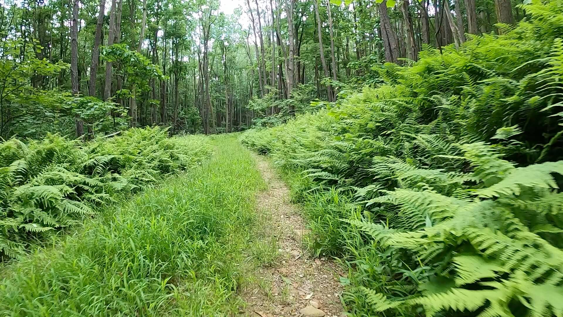 PEC Laurel Ridge-Forbes - Another shot of the snowmobile trail leading to Blue Hole.