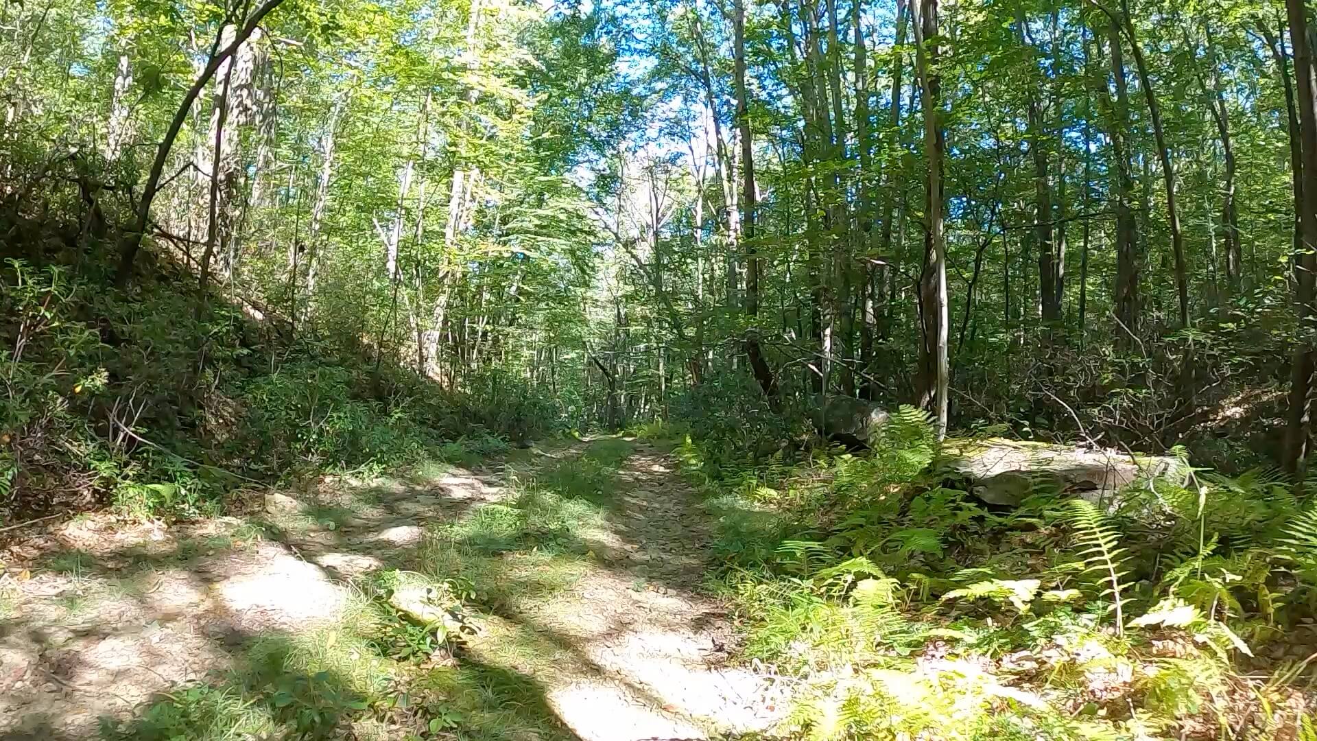 Public Lands Ride - 2020 - Parker Dam State Park-Moshannon State Forest Route Terrain #8