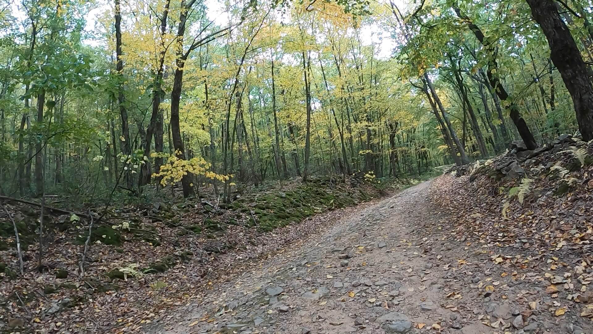 Public Lands Ride - 2020- R.B. Winter State Park-Bald Eagle State Forest- Terrain #10