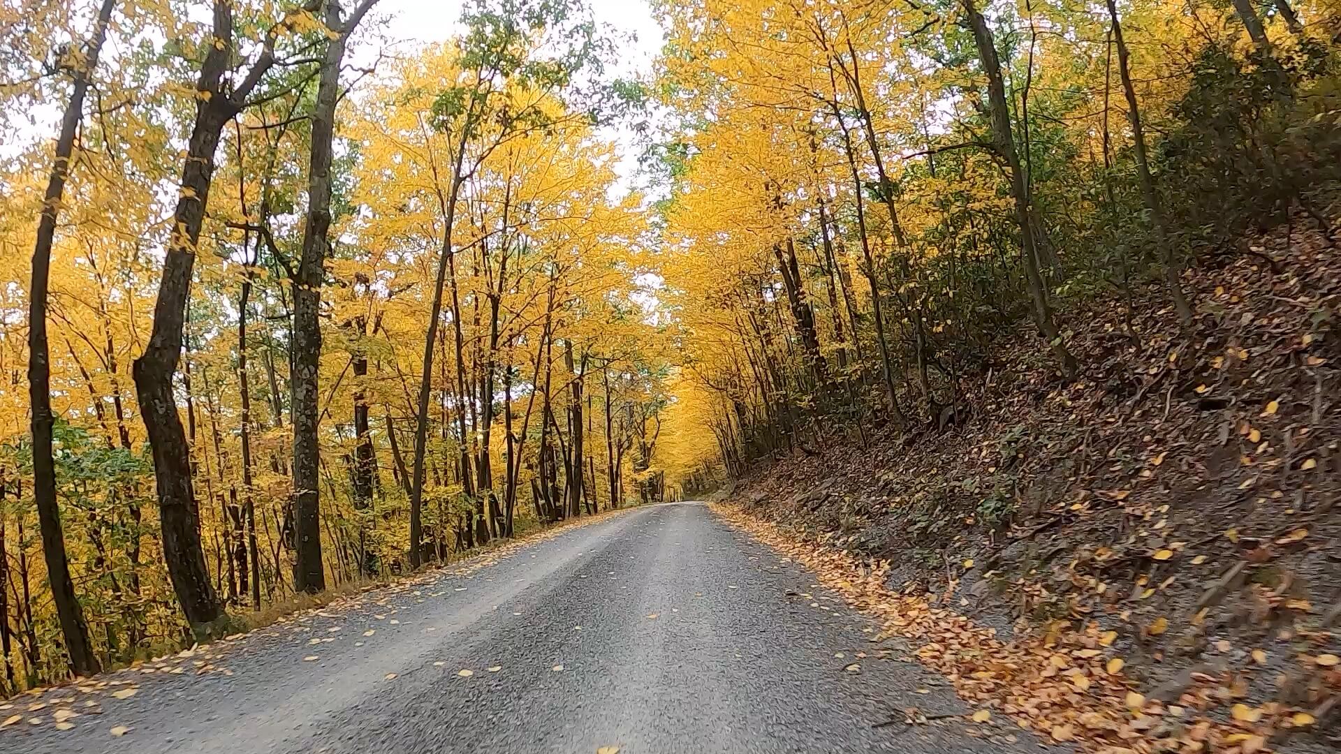 Public Lands Ride - 2020- R.B. Winter State Park-Bald Eagle State Forest- Terrain #11