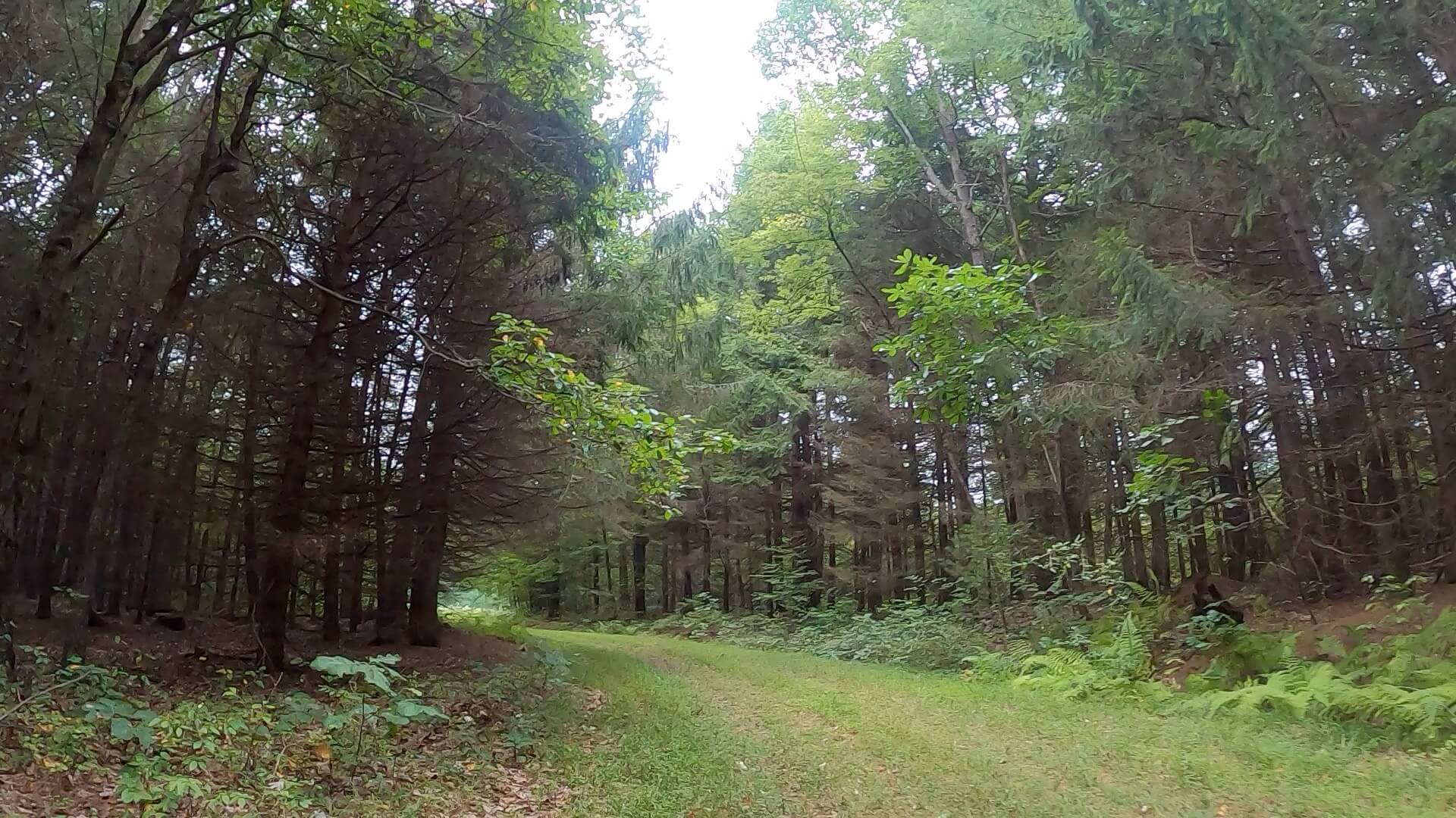 Public Lands Ride - 2020 - Trough Creek State Park-Rothrock State Forest- Terrain #11