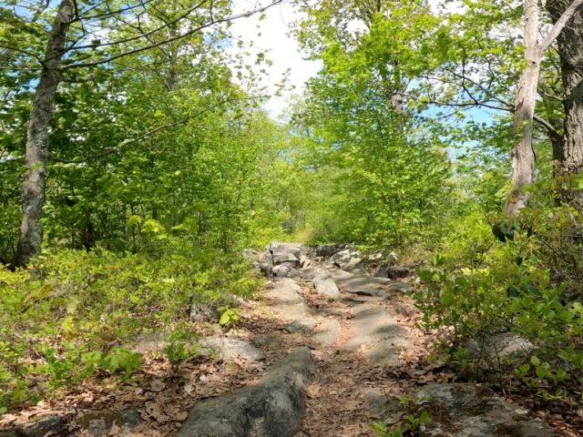 Social Media Shares: Rothrock State Forest Gravel/MTB Route w/ Tussey Ridge Trails - Tussey Mountain Trail