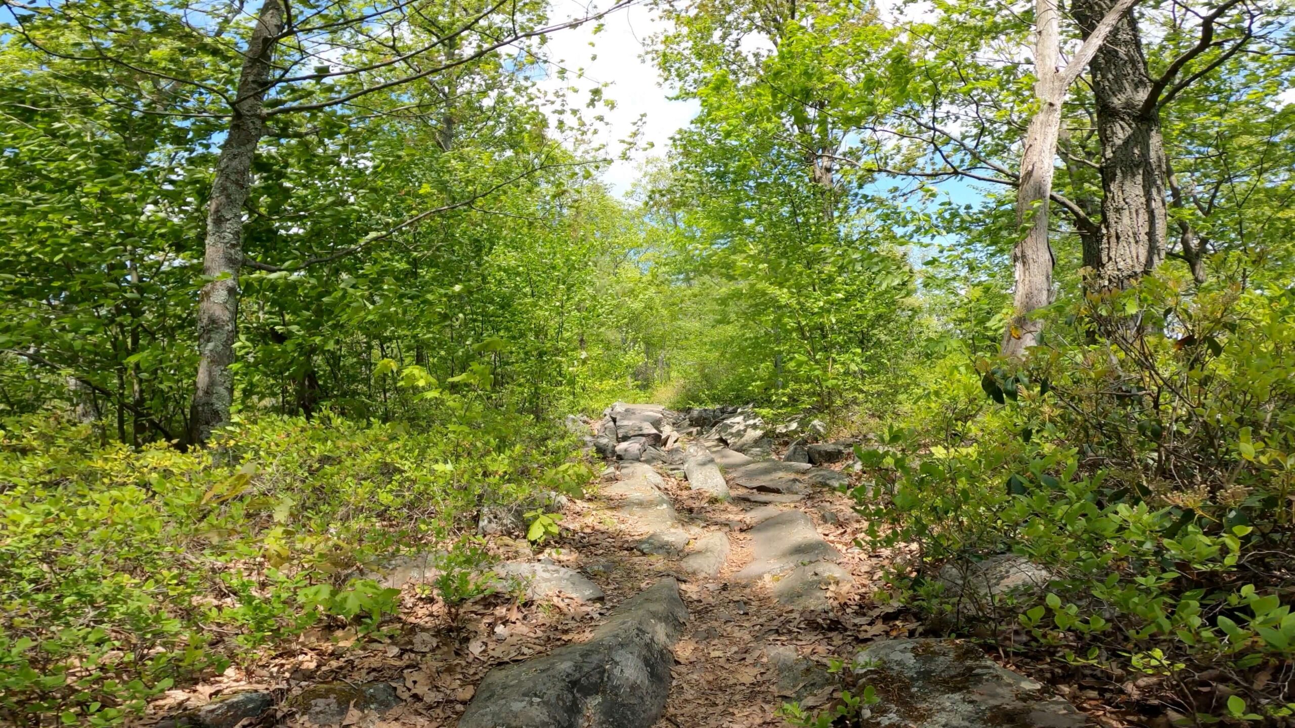 Social Media Shares: Rothrock State Forest Gravel/MTB Route w/ Tussey Ridge Trails - Tussey Mountain Trail