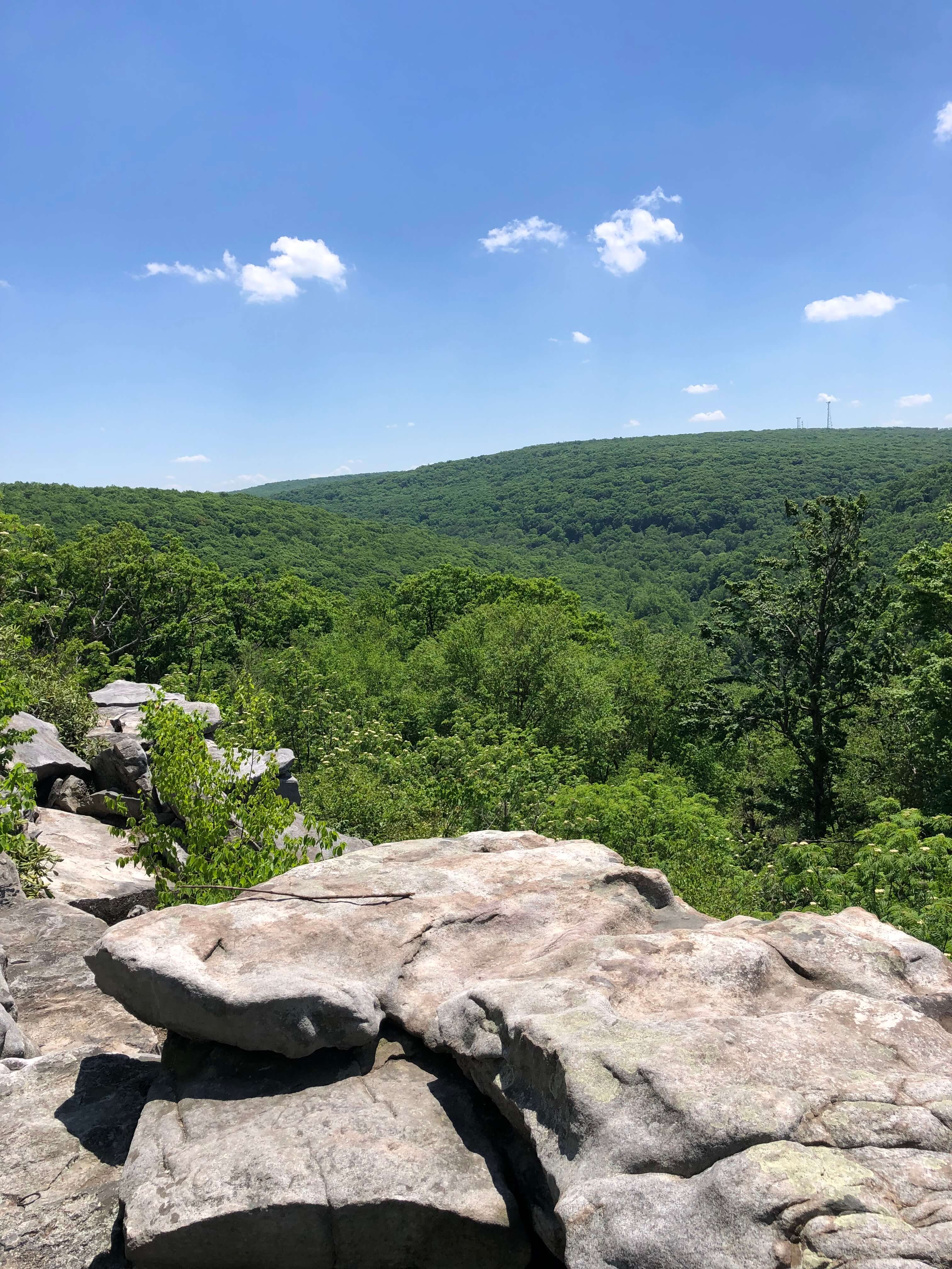 Forbes State Forest Trail Steward Program